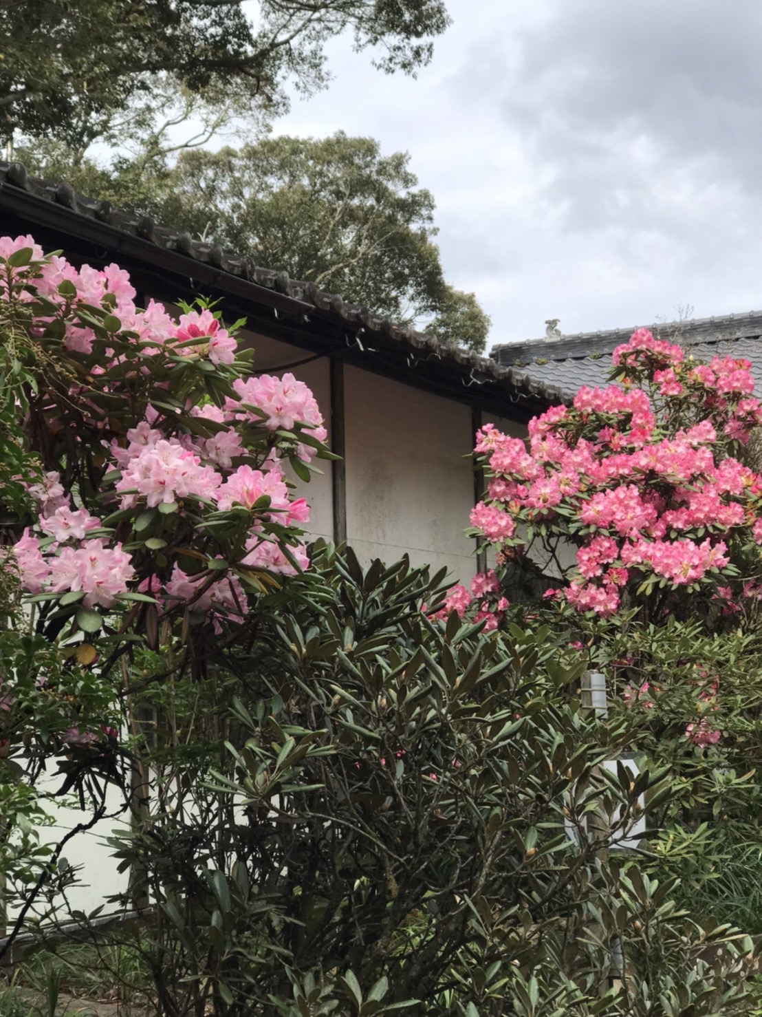 4月1日しゃくなげの森開花情報