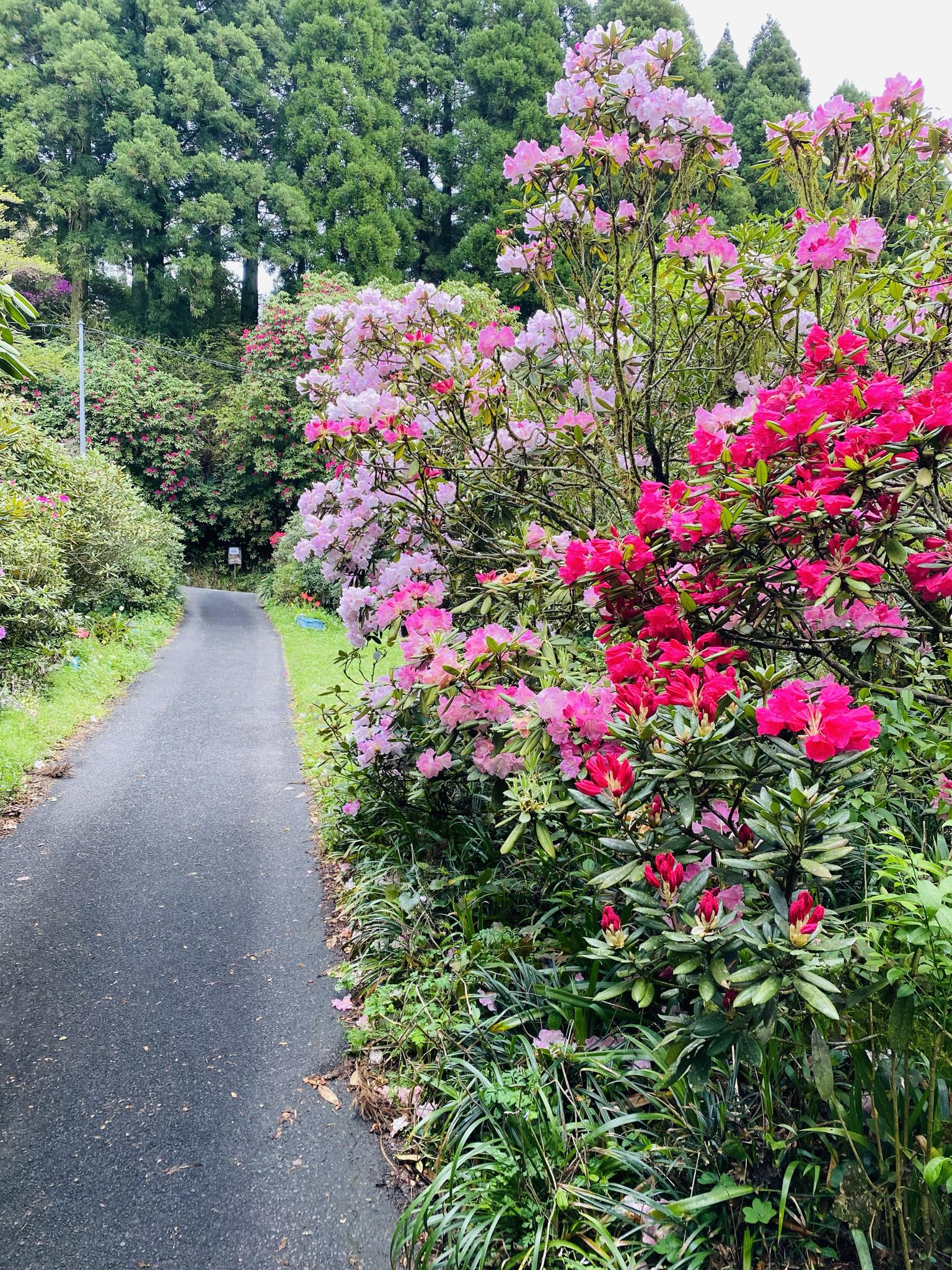 4月4日しゃくなげの森開花情報