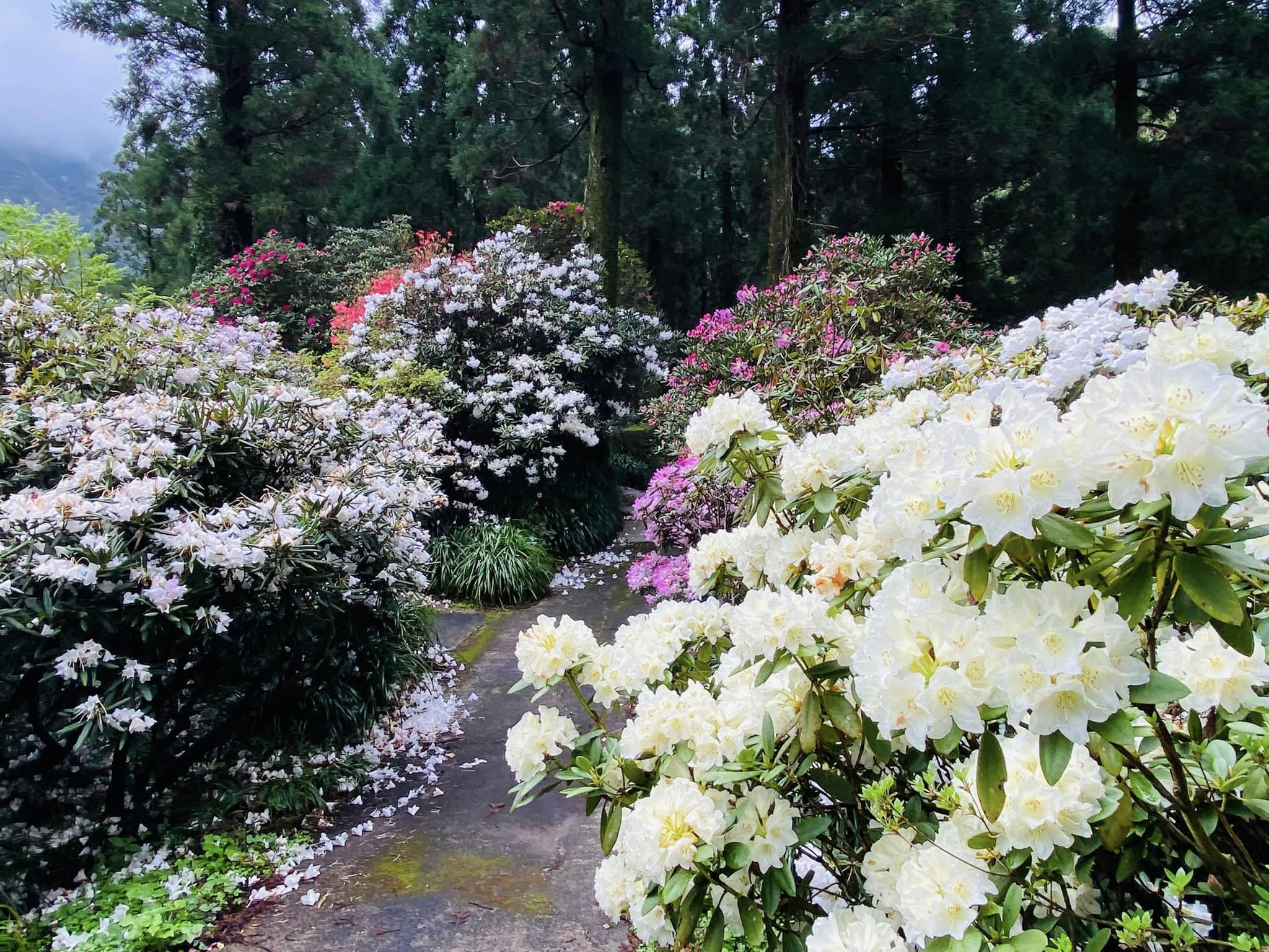 4月8日しゃくなげの森開花情報