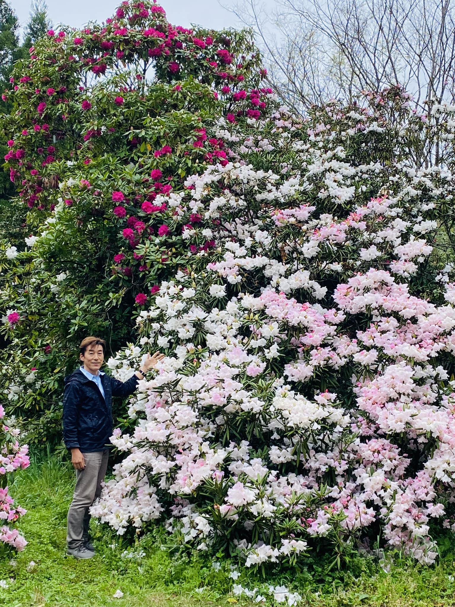 4月5日しゃくなげの森開花情報