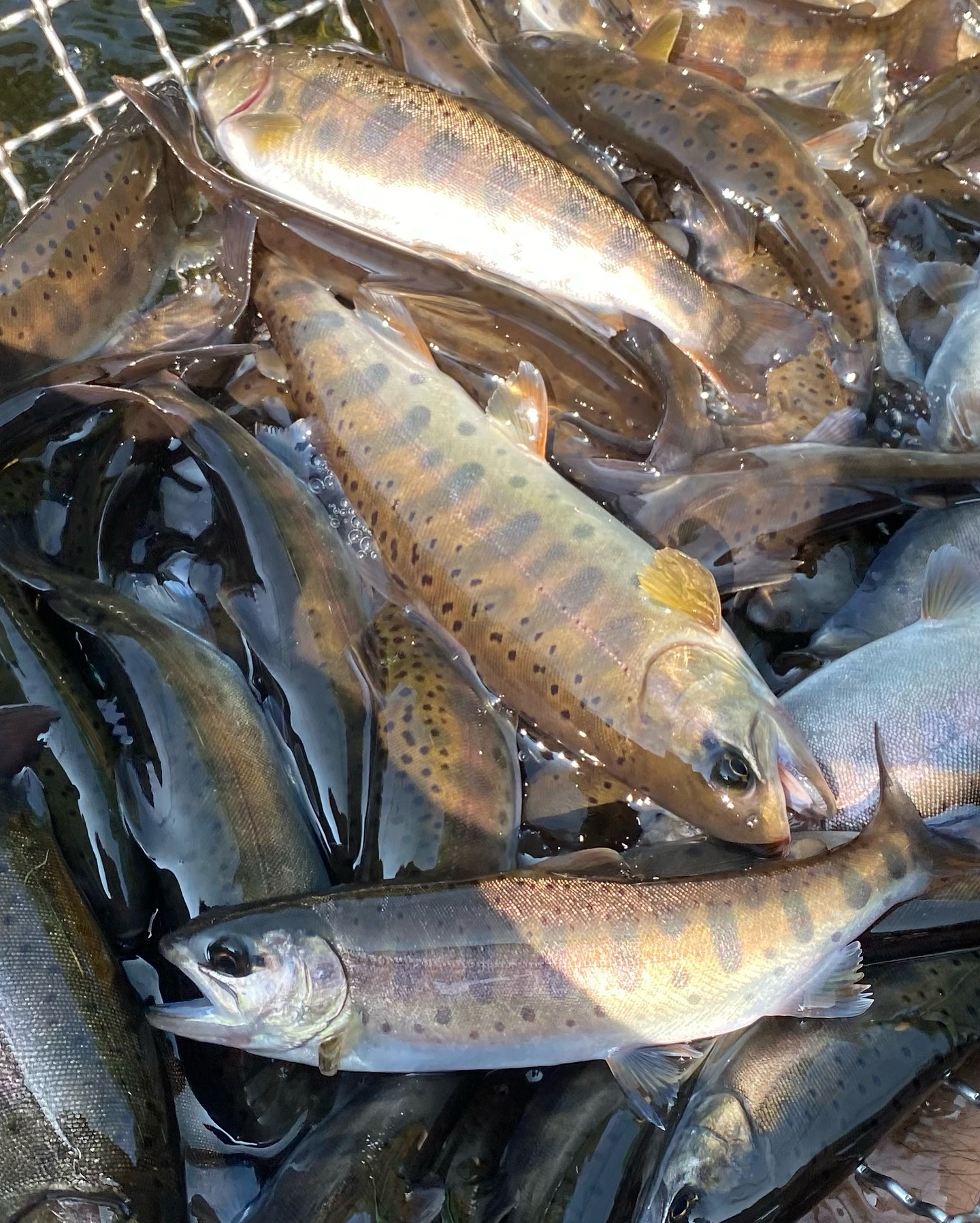 ヤマメ釣りについてのお知らせ