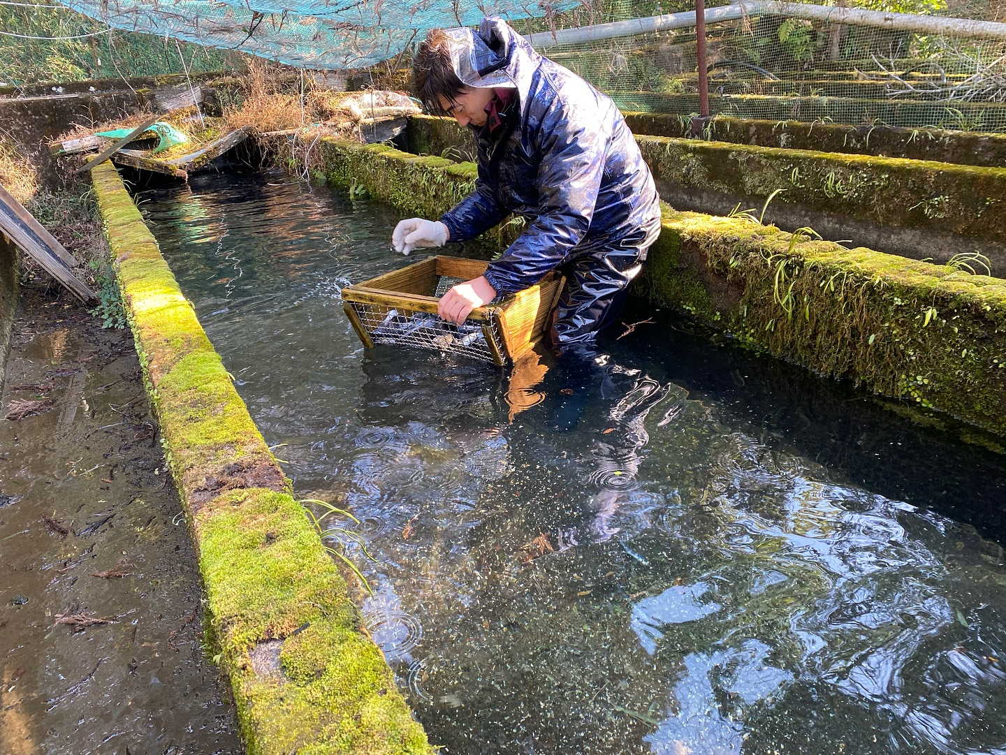「春のヤマメ釣り」中止のお知らせ