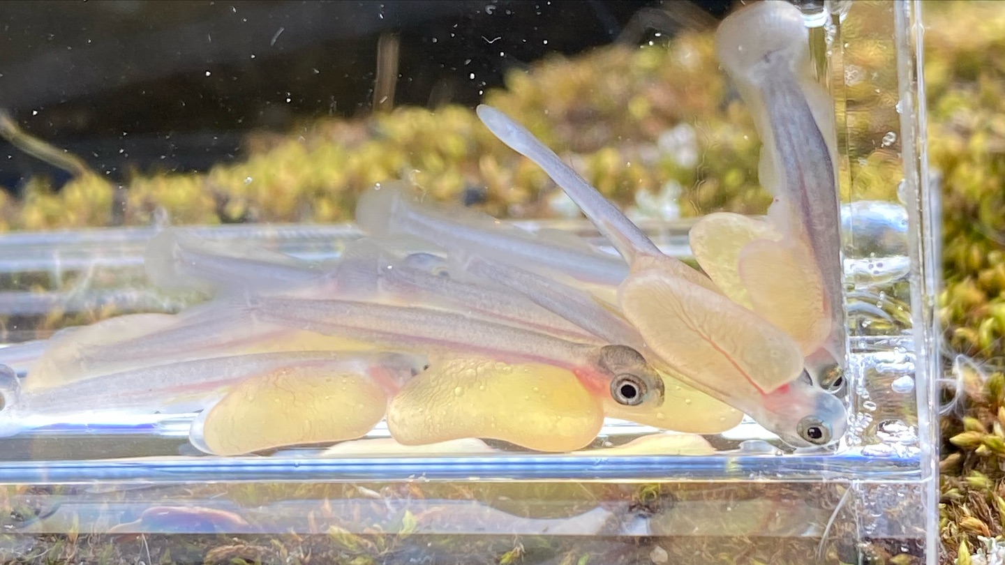 ヤマメの仔魚