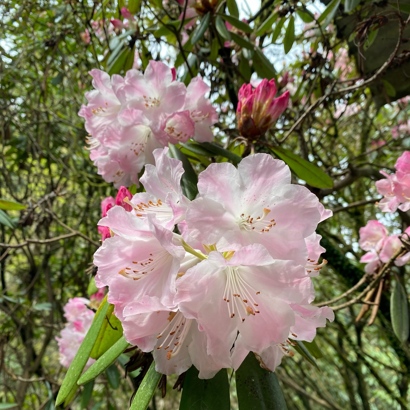 3月30日しゃくなげの森開花情報
