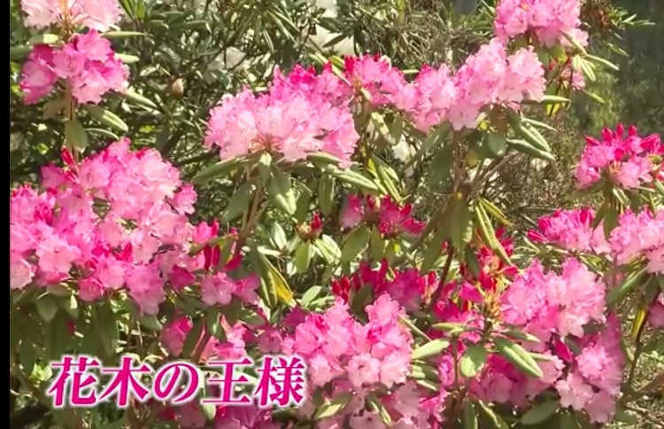 UMKテレビ宮崎のニュースで「しゃくなげの森」が紹介されました