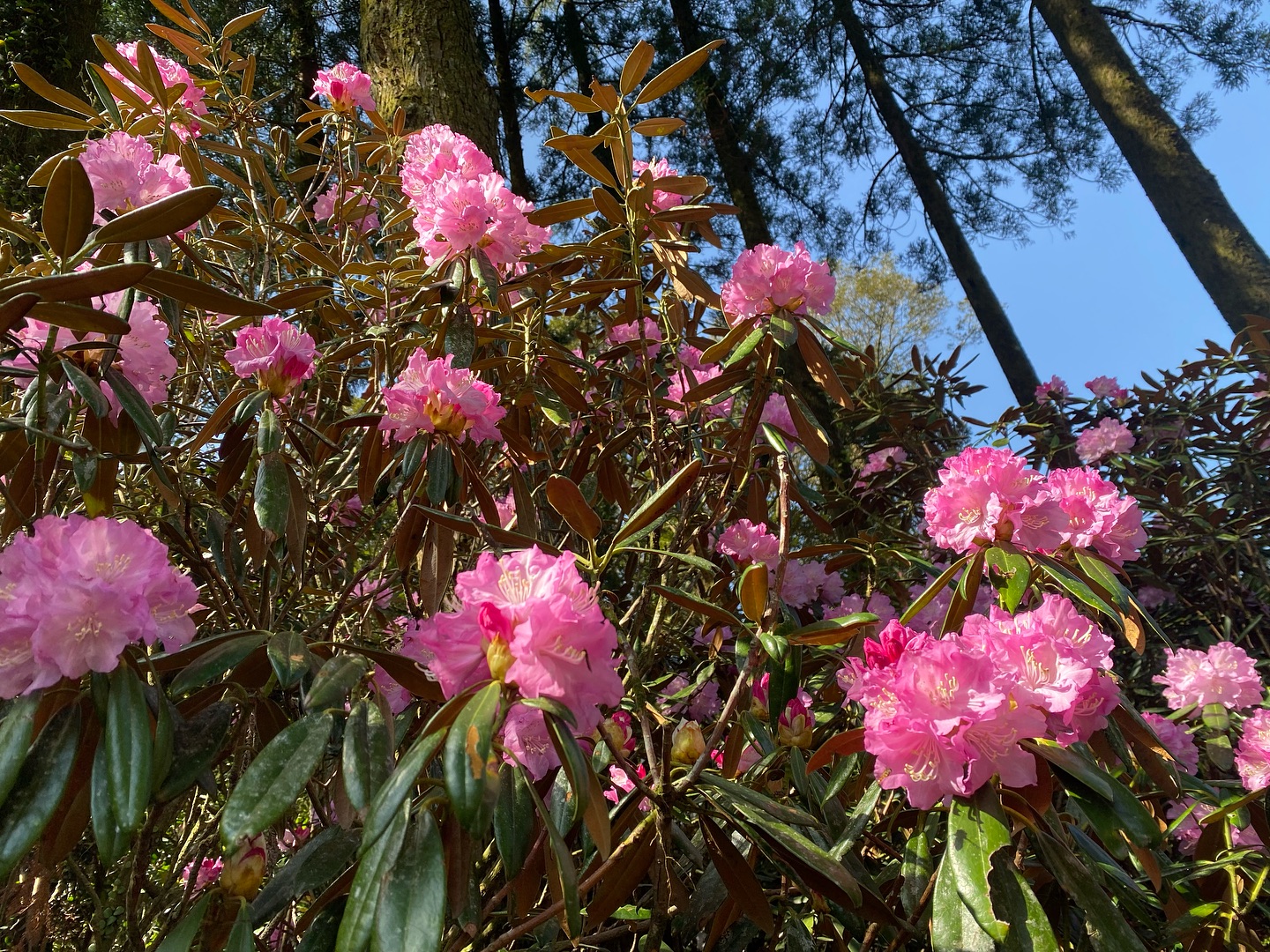 4月20日しゃくなげの森開花情報