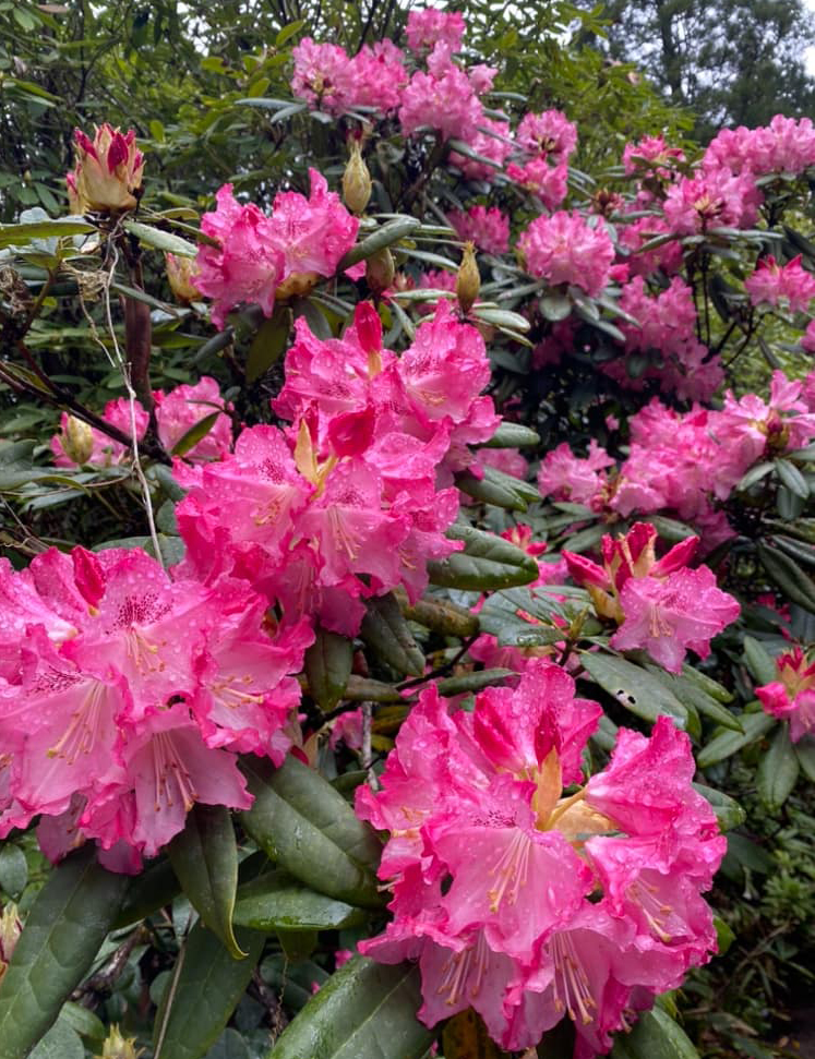 4月8日しゃくなげの森開花情報