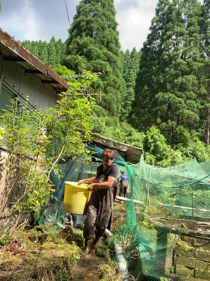 第2養魚場からのヤマメ移動