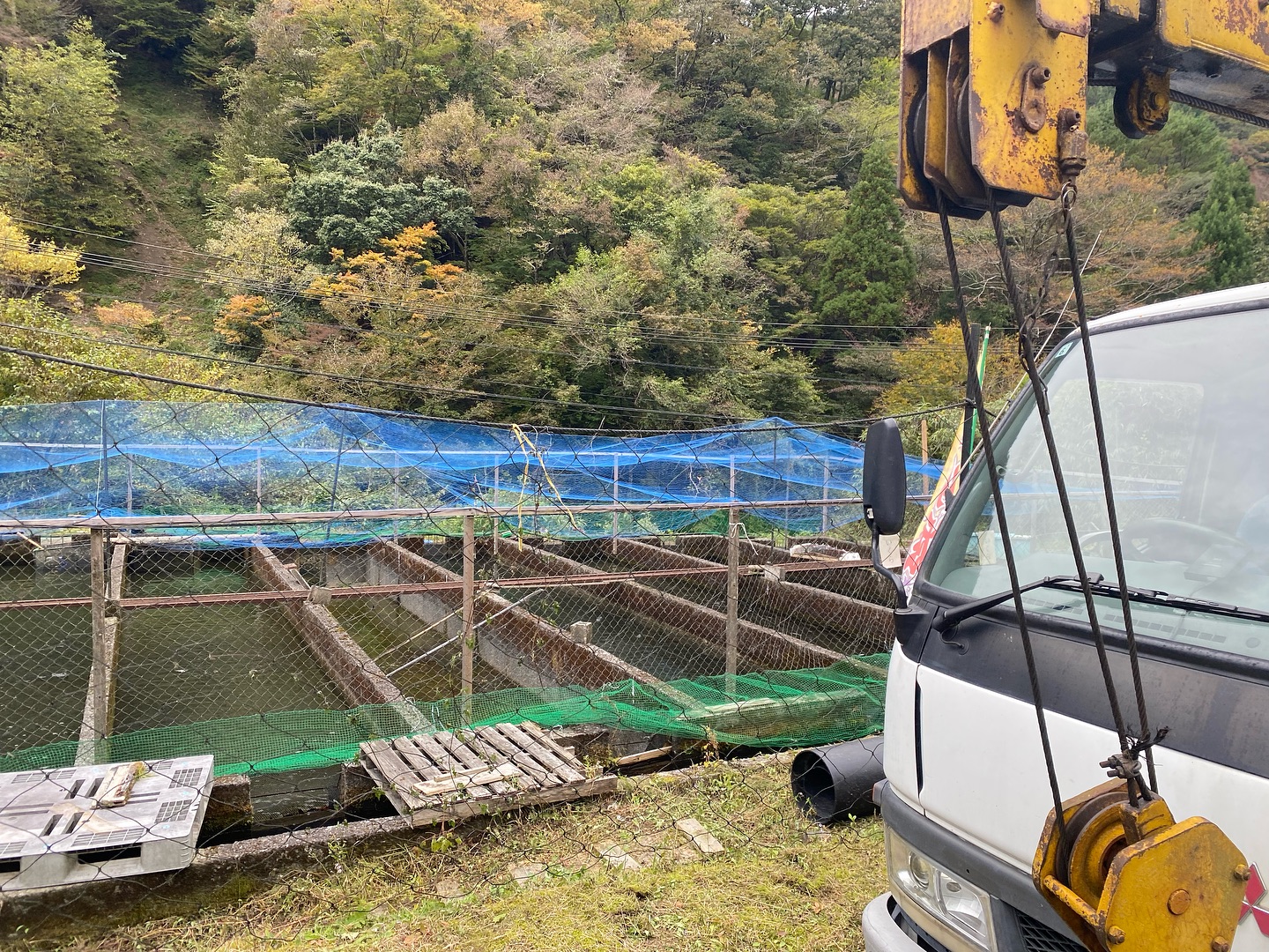 ヤマメ活魚輸送