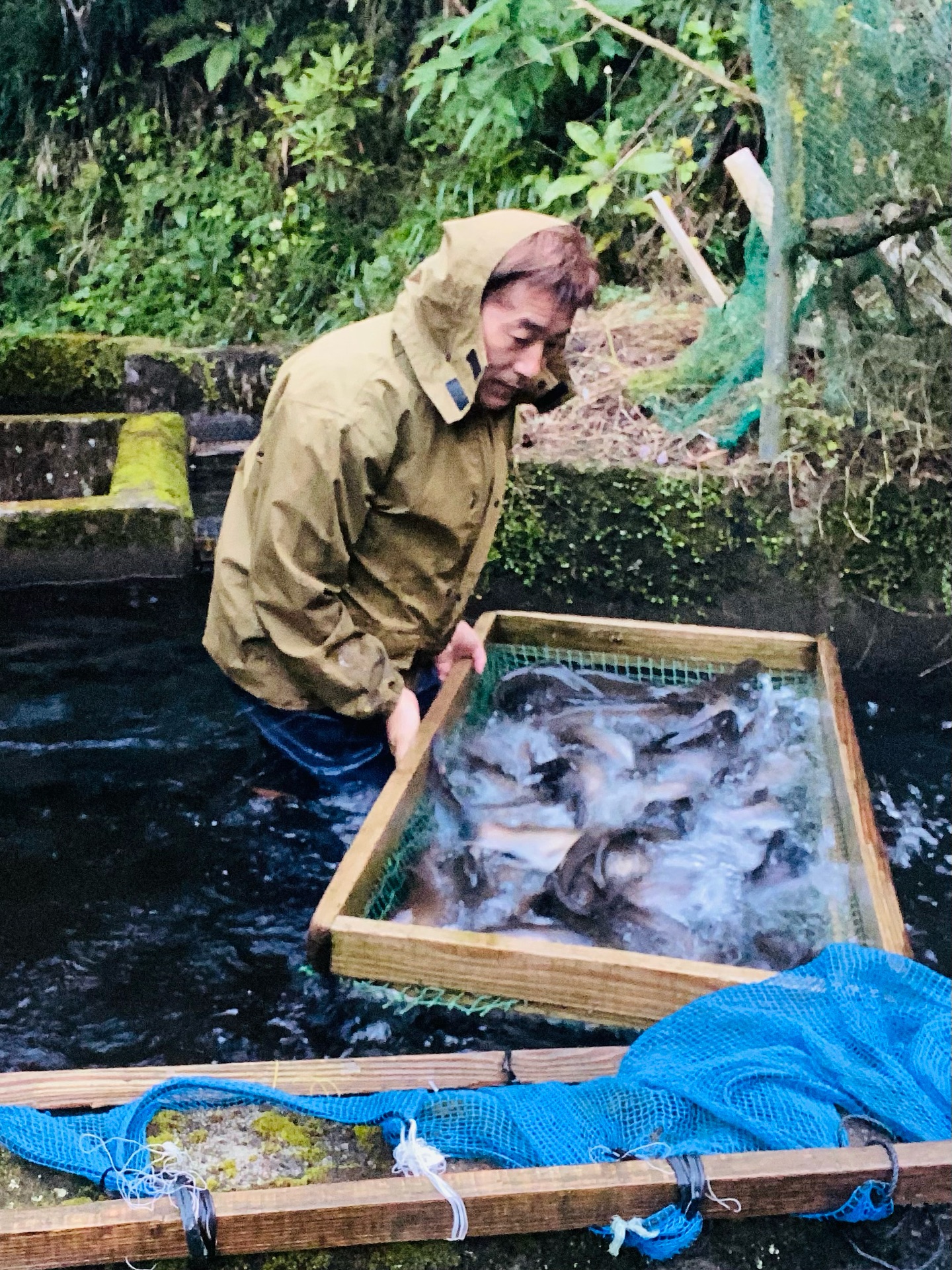 ヤマメの熟度鑑別作業