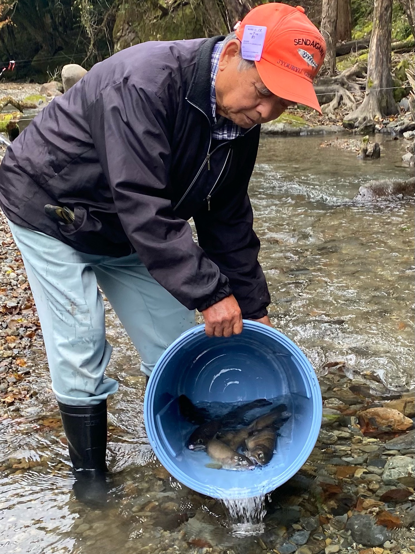 川内川上流のクルソン峡で放流