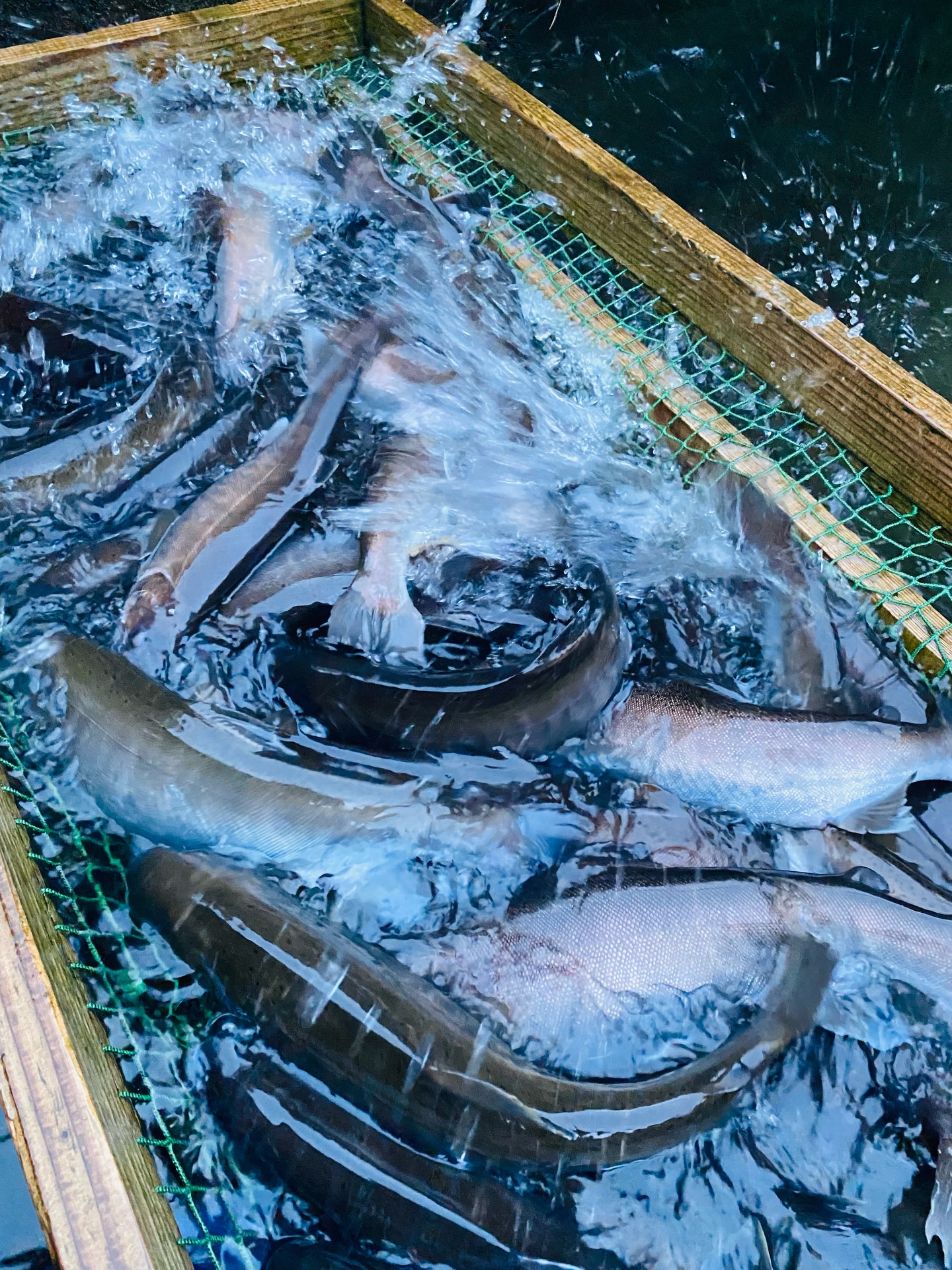 尺ヤマメの熟度鑑別作業