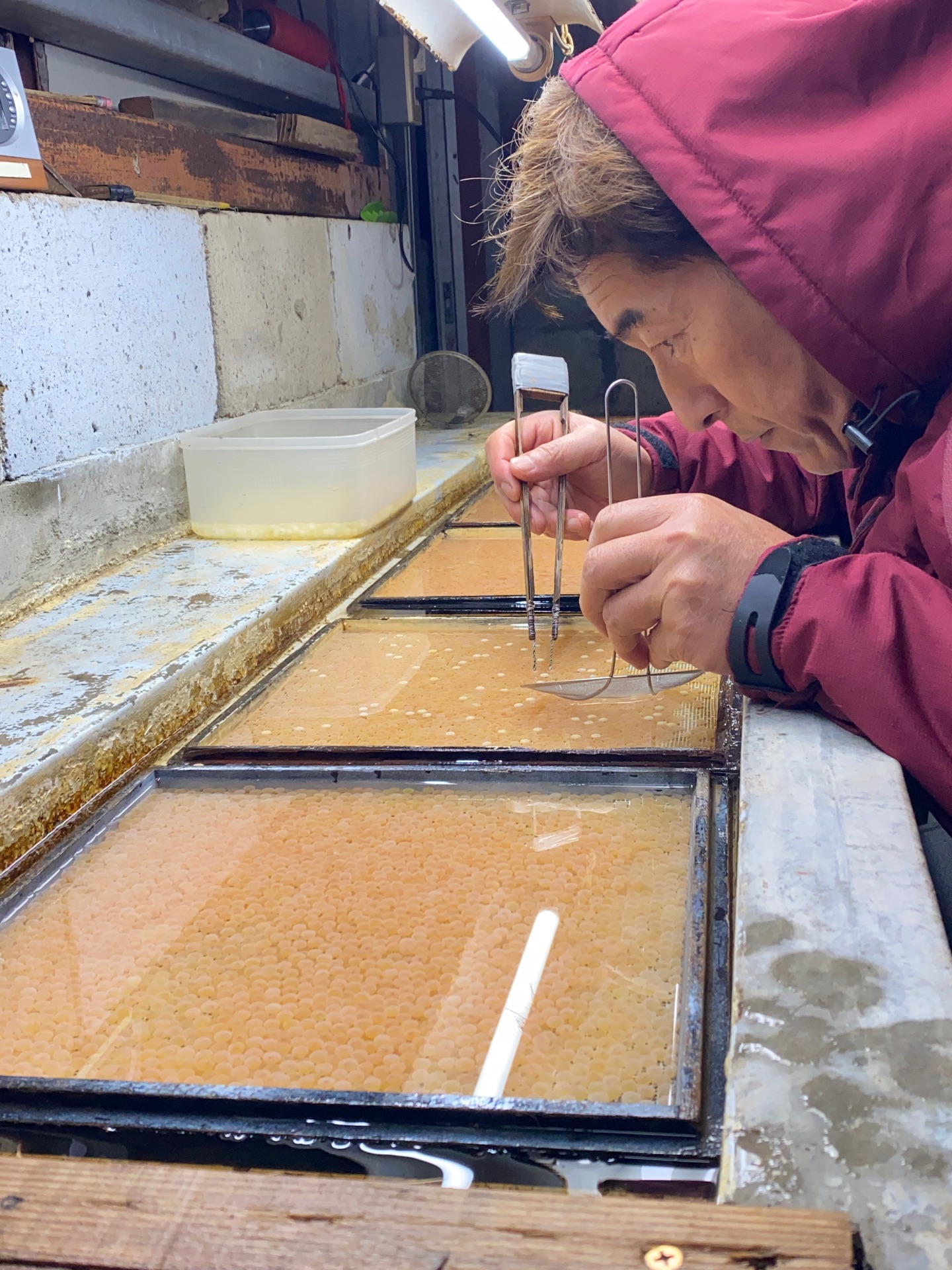 ヤマメ発眼卵の検卵作業