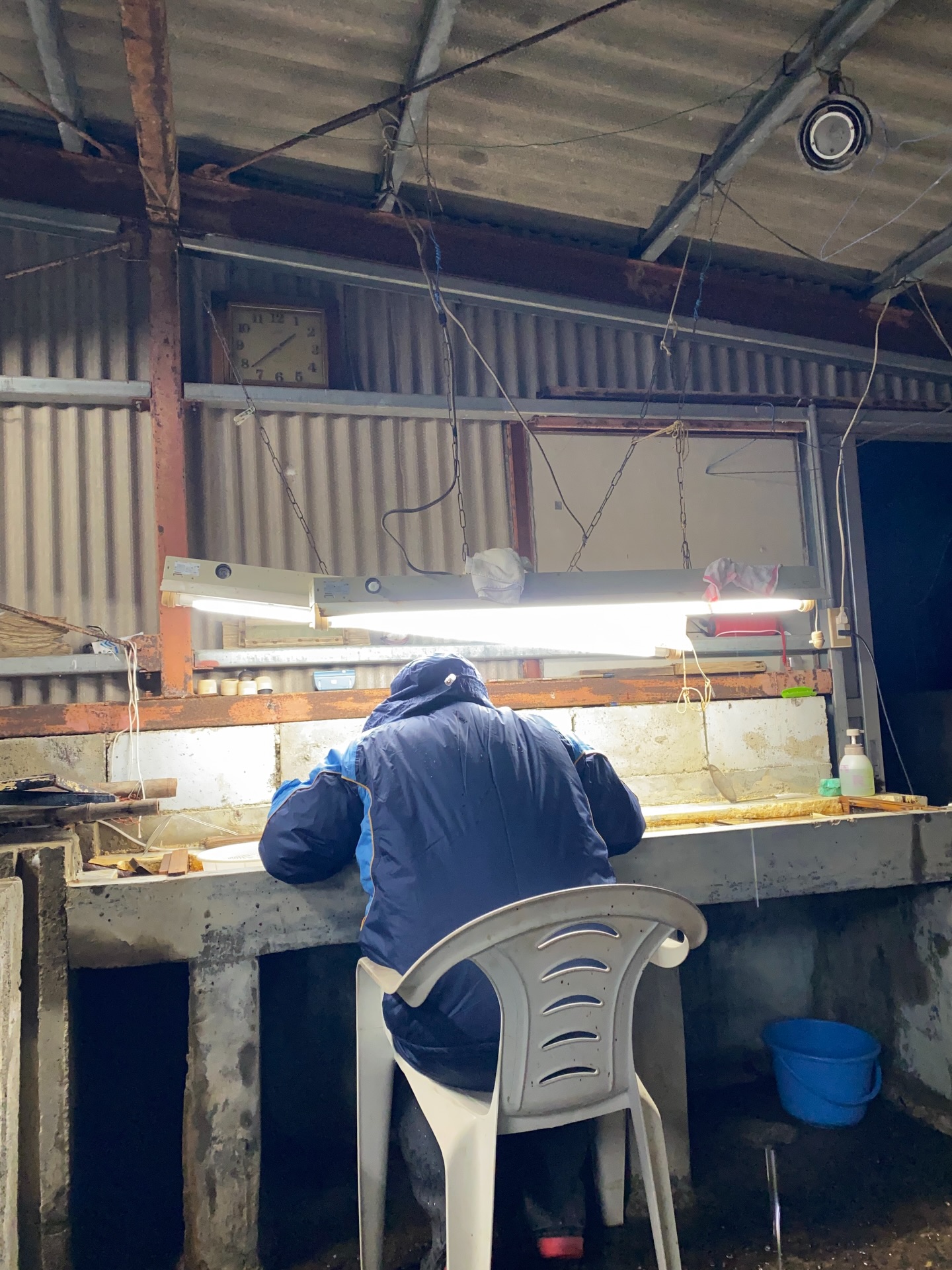 深夜のヤマメ検卵作業