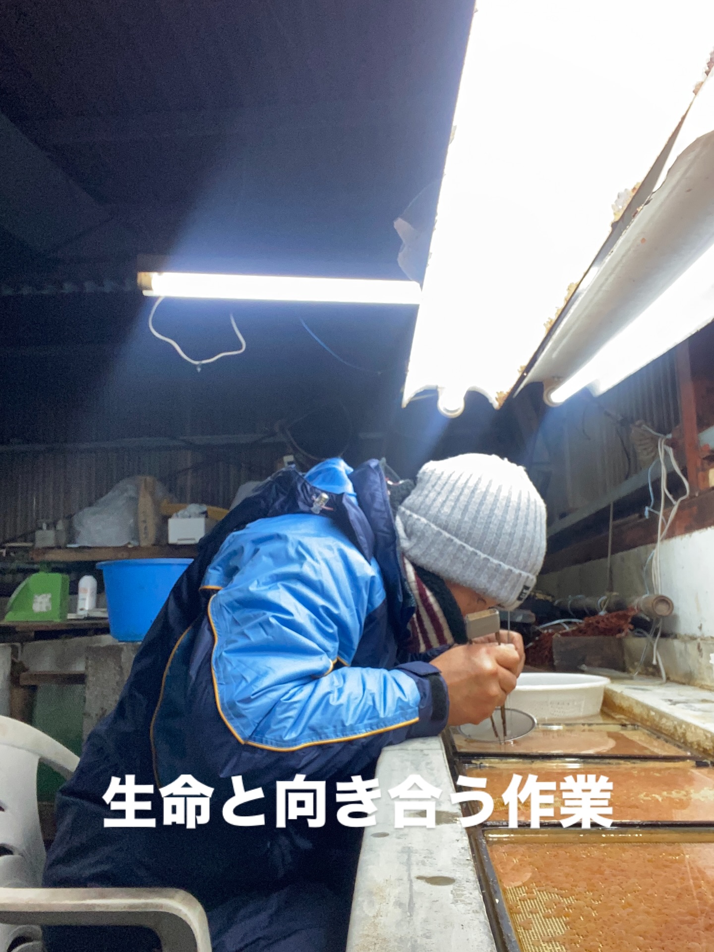 ヤマメ検卵作業