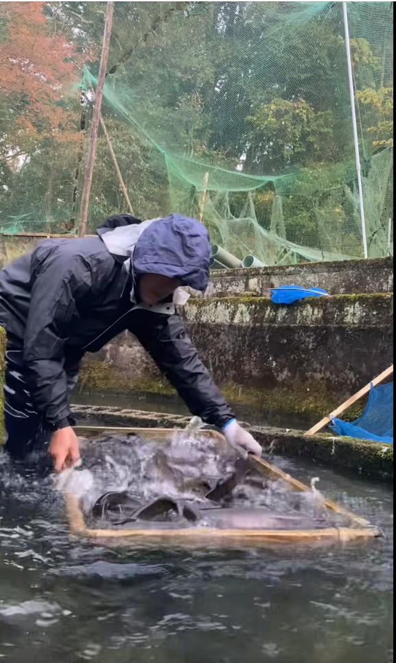 尺ヤマメの熟度鑑別