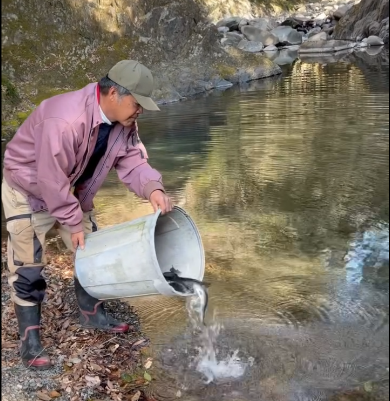 ヤマメ放流事業