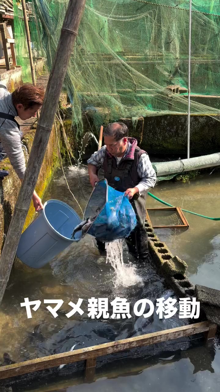 ヤマメ親魚の移動
