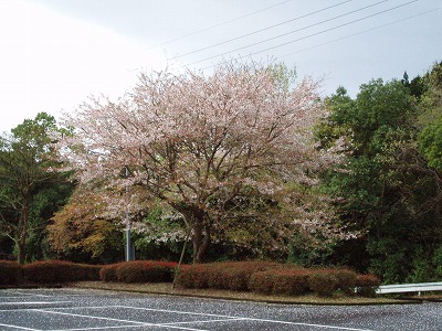 sakura